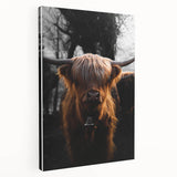 Majestic Highland Cow - Rustic Farmhouse Animal Art