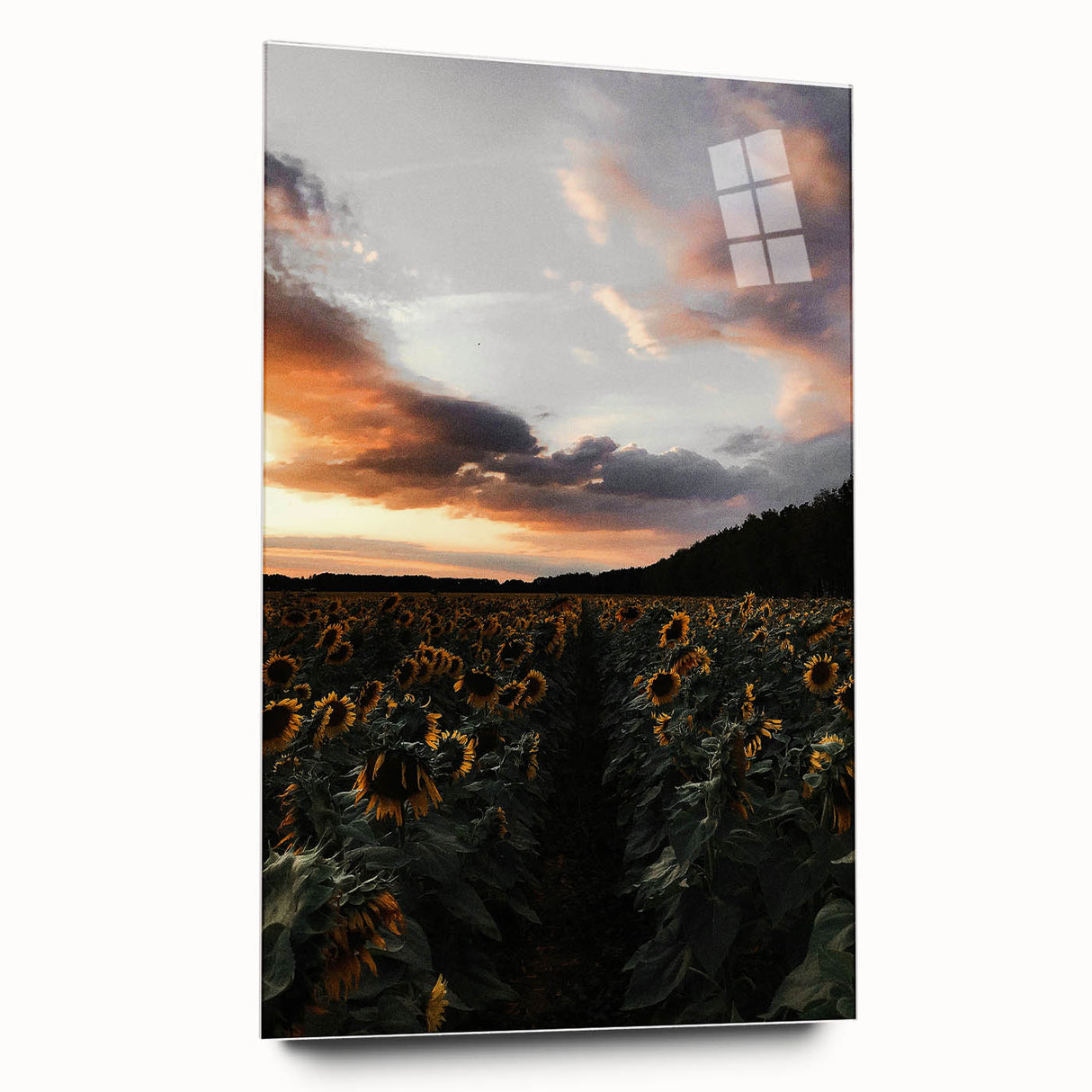 Sunset Sunflower Field - Rustic Floral Landscape Art