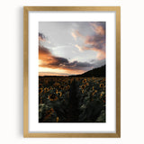 Sunset Sunflower Field - Rustic Floral Landscape Art