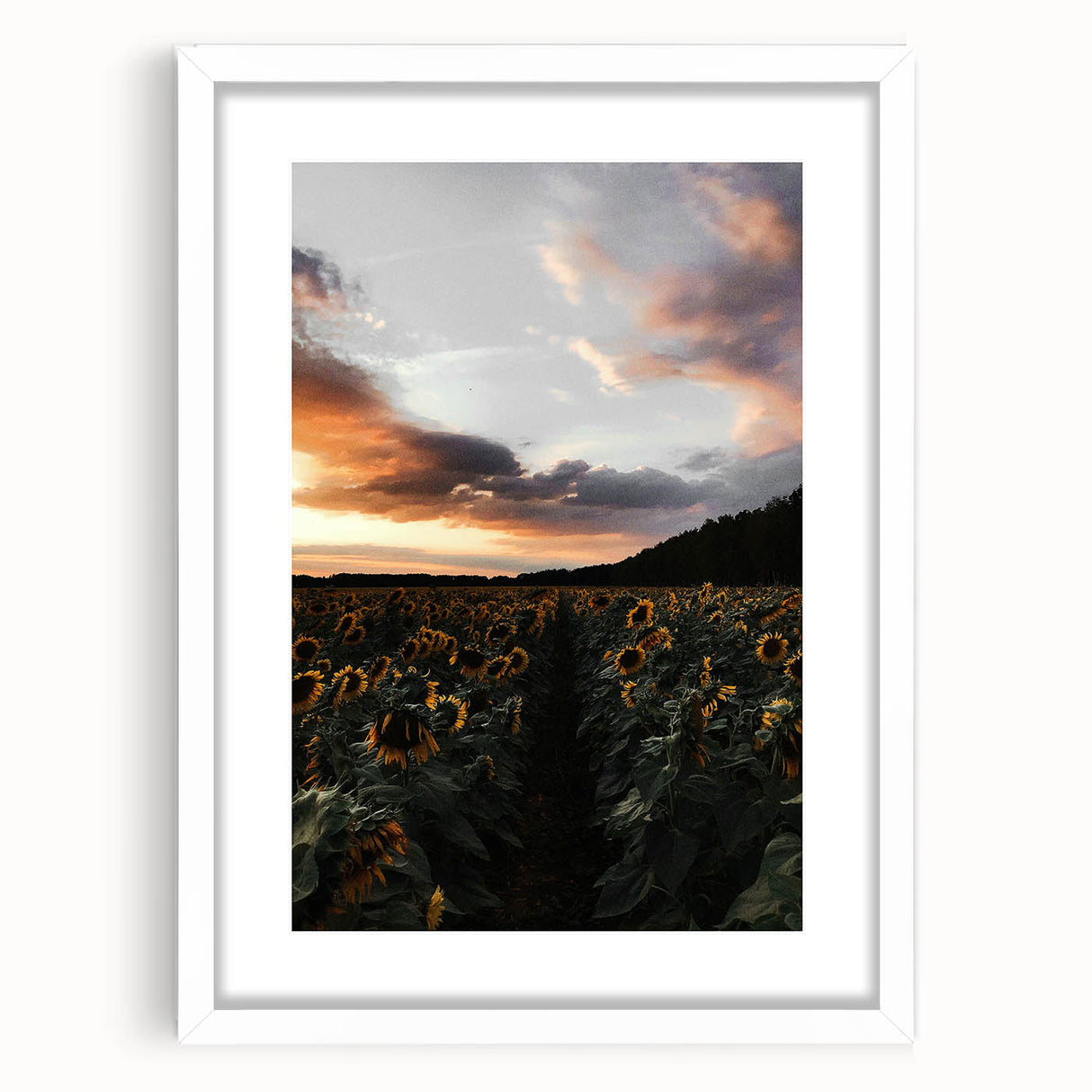 Sunset Sunflower Field - Rustic Floral Landscape Art
