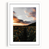 Sunset Sunflower Field - Rustic Floral Landscape Art