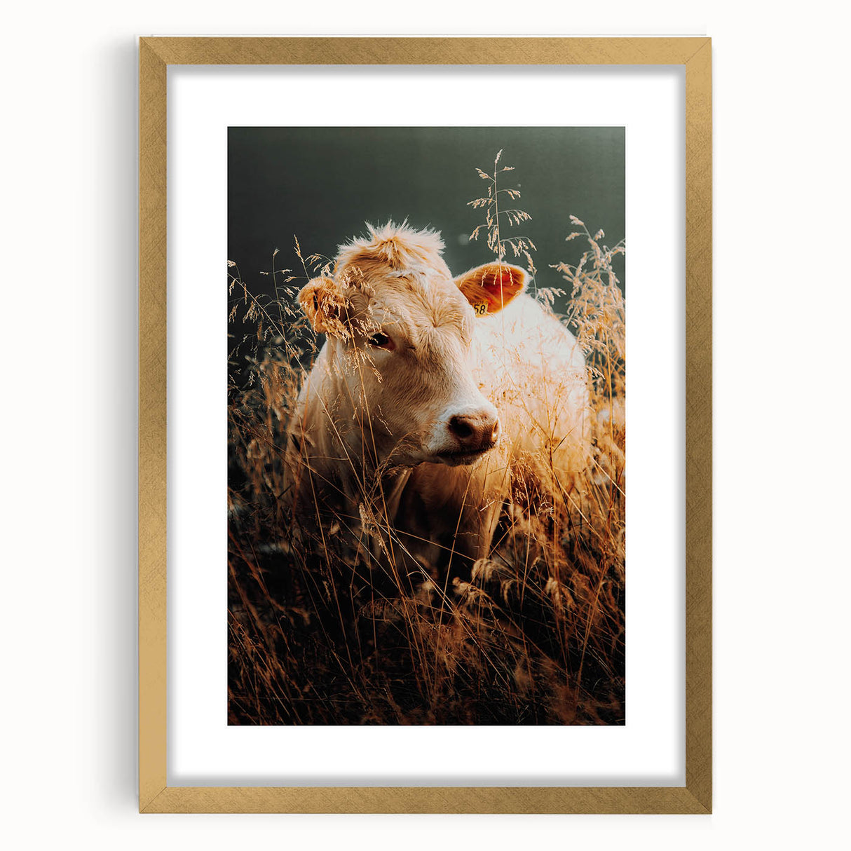 Golden Field Cow - Tranquil Rustic Farm Art