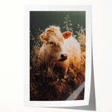 Golden Field Cow - Tranquil Rustic Farm Art