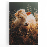 Golden Field Cow - Tranquil Rustic Farm Art