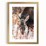 Forest Forager - Rustic Moose Portrait Art"