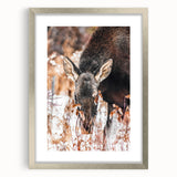 Forest Forager - Rustic Moose Portrait Art"