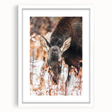 Forest Forager - Rustic Moose Portrait Art"