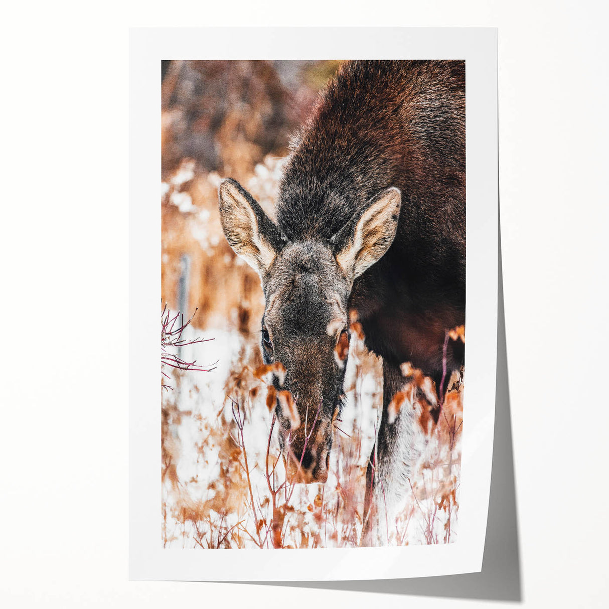Forest Forager - Rustic Moose Portrait Art"