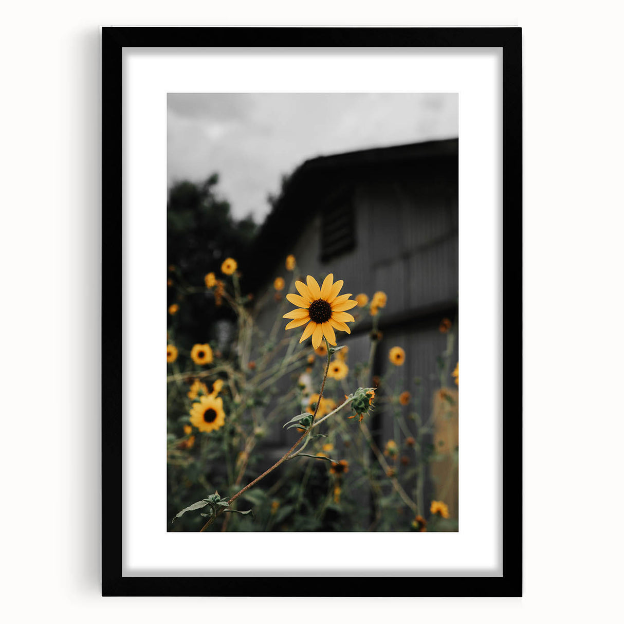 Rustic Wall Art - Sunflower Bloom Farmhouse Decor for Rustic Homes