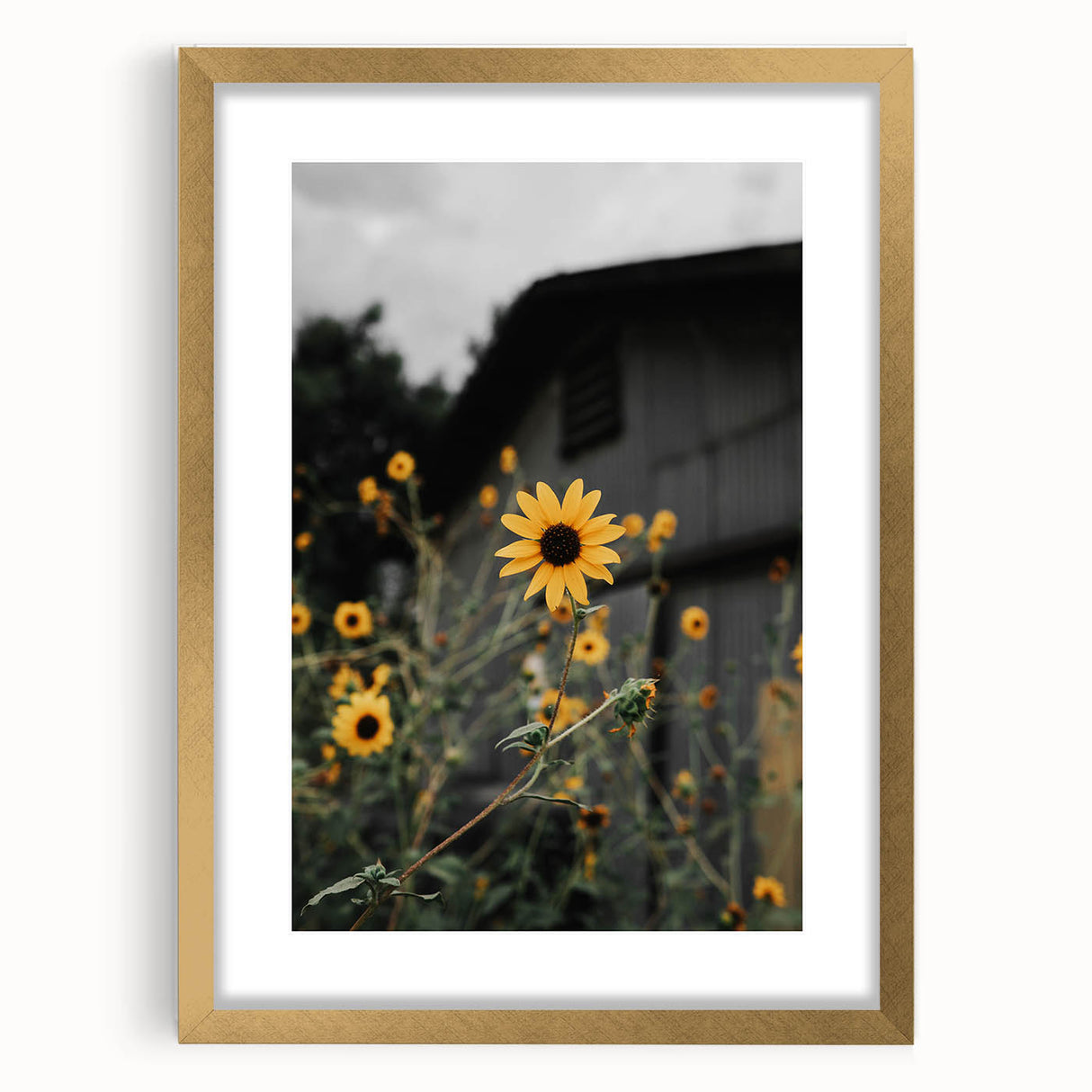 Rustic Wall Art - Sunflower Bloom Farmhouse Decor for Rustic Homes