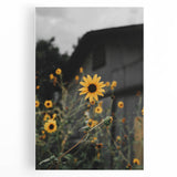 Rustic Wall Art - Sunflower Bloom Farmhouse Decor for Rustic Homes