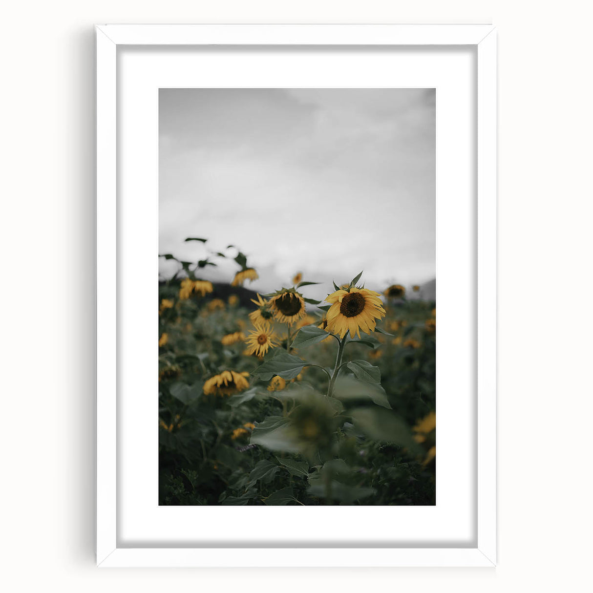Rustic Wall Art - Sunflower Field Farmhouse Decor for Cozy Homes
