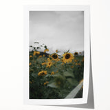 Rustic Wall Art - Sunflower Field Farmhouse Decor for Cozy Homes