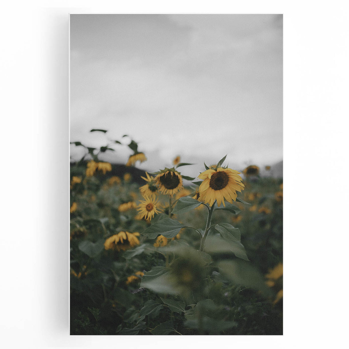 Rustic Wall Art - Sunflower Field Farmhouse Decor for Cozy Homes