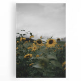Rustic Wall Art - Sunflower Field Farmhouse Decor for Cozy Homes