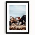 Grazing Symphony - Rustic Cattle Art