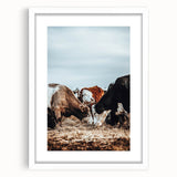 Grazing Symphony - Rustic Cattle Art