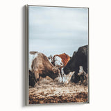 Grazing Symphony - Rustic Cattle Art
