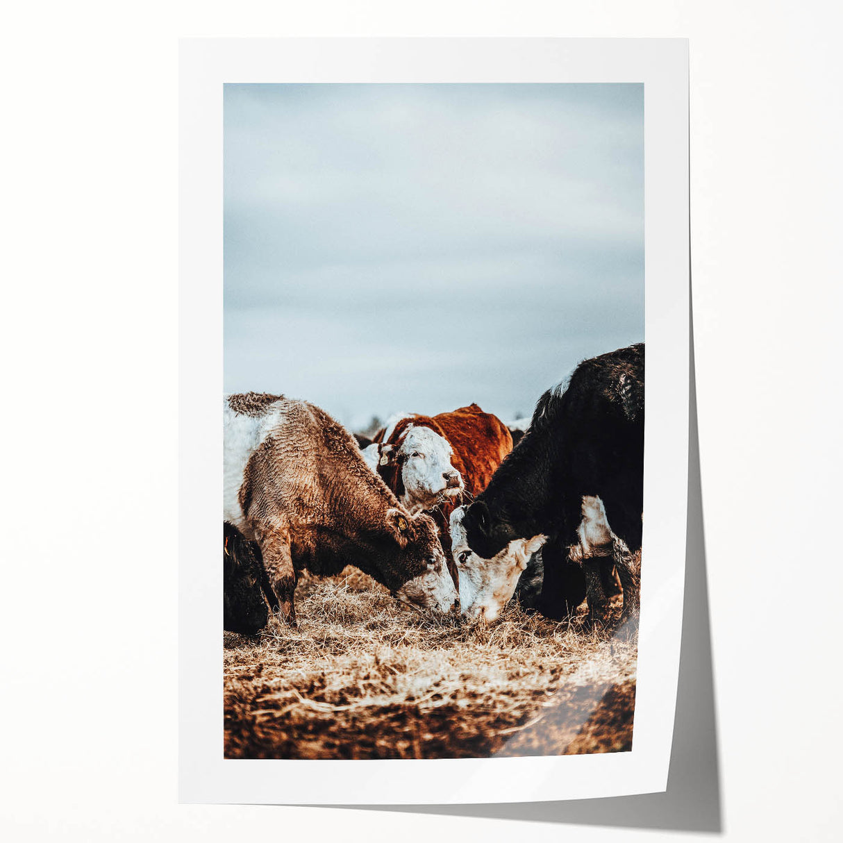 Grazing Symphony - Rustic Cattle Art