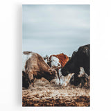 Grazing Symphony - Rustic Cattle Art