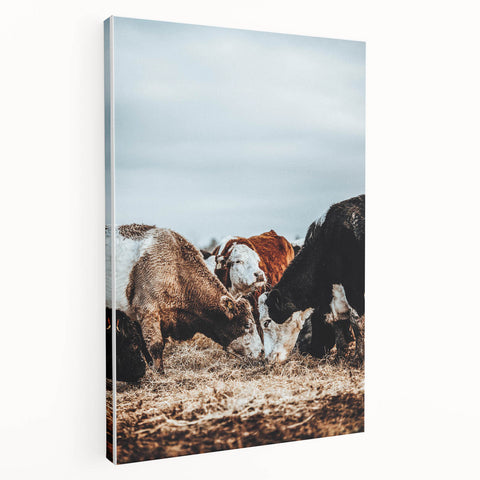 Grazing Symphony - Rustic Cattle Art
