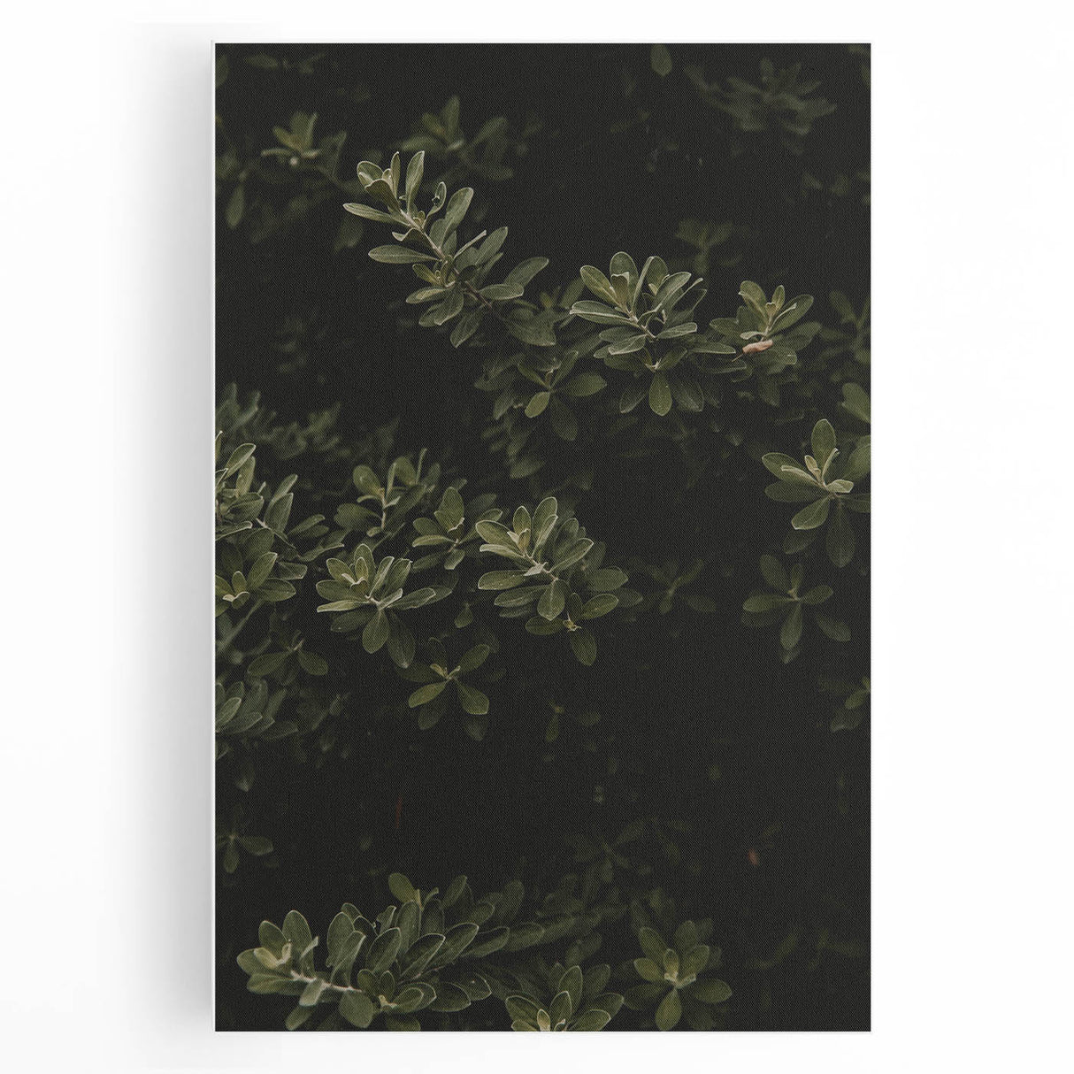 Whispering Greens - Rustic Nature Inspired Art Print