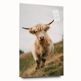 Highland Cow Portrait - Rustic Farmhouse Art Print