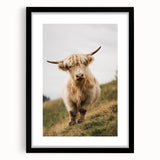 Highland Cow Portrait - Rustic Farmhouse Art Print