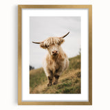 Highland Cow Portrait - Rustic Farmhouse Art Print