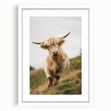 Highland Cow Portrait - Rustic Farmhouse Art Print