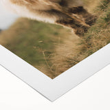 Highland Cow Portrait - Rustic Farmhouse Art Print