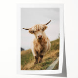 Highland Cow Portrait - Rustic Farmhouse Art Print