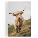 Highland Cow Portrait - Rustic Farmhouse Art Print