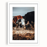 Pastoral Harmony - Intimate Cattle Scene Art