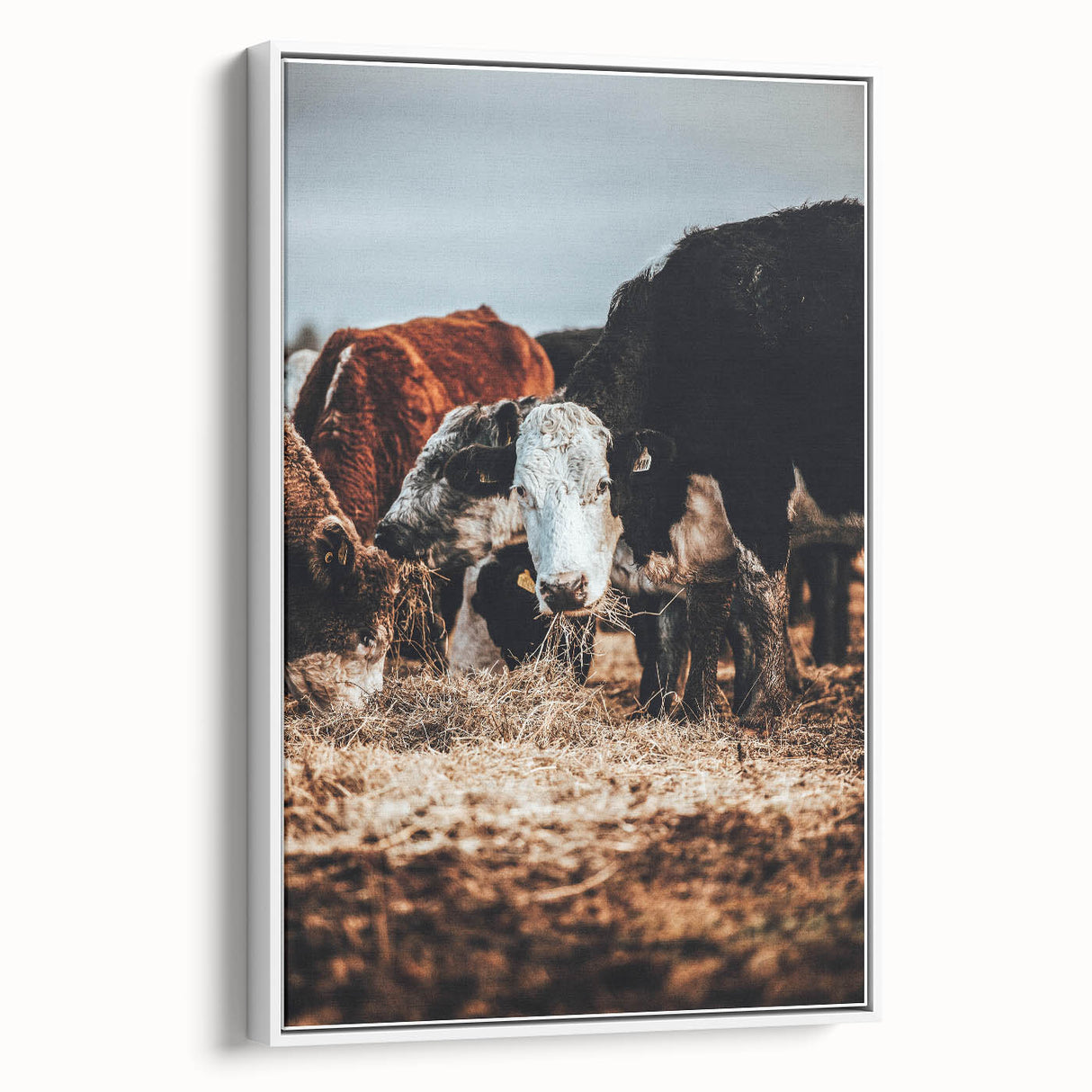 Pastoral Harmony - Intimate Cattle Scene Art