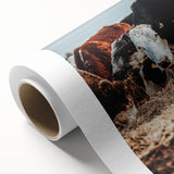 Pastoral Harmony - Intimate Cattle Scene Art