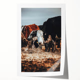 Pastoral Harmony - Intimate Cattle Scene Art