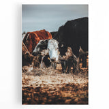 Pastoral Harmony - Intimate Cattle Scene Art