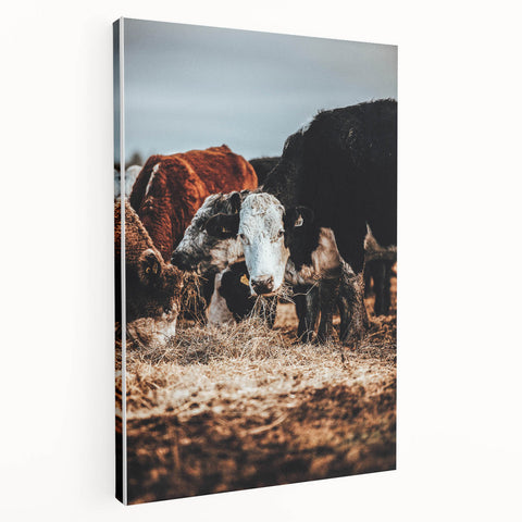Pastoral Harmony - Intimate Cattle Scene Art