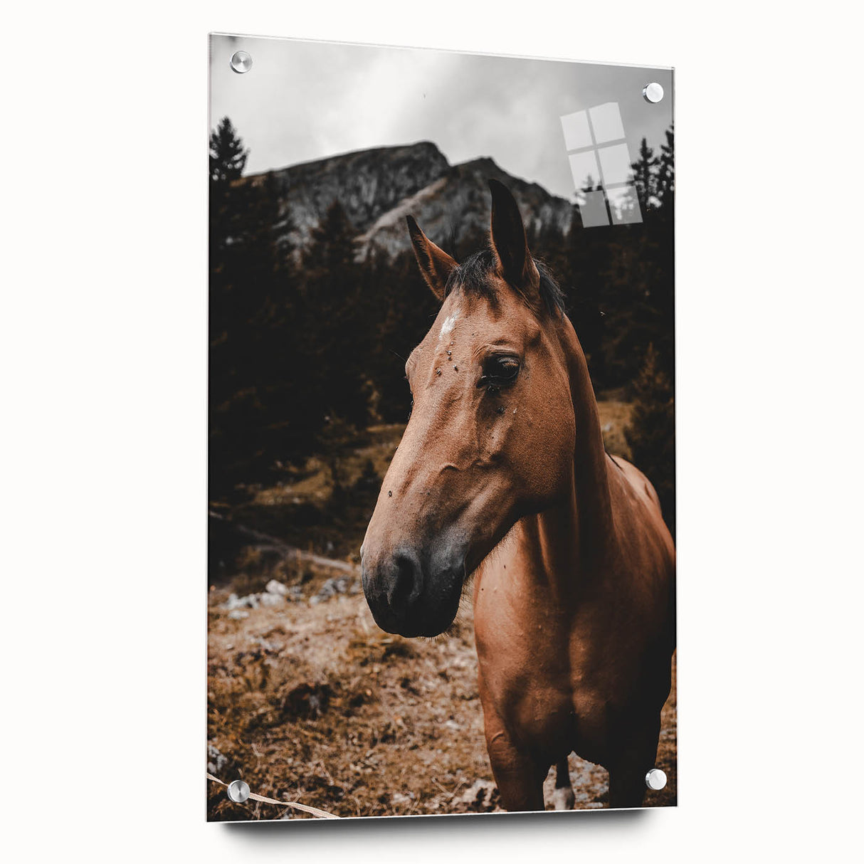Mountain Majesty - Rustic Horse Portrait Art Print