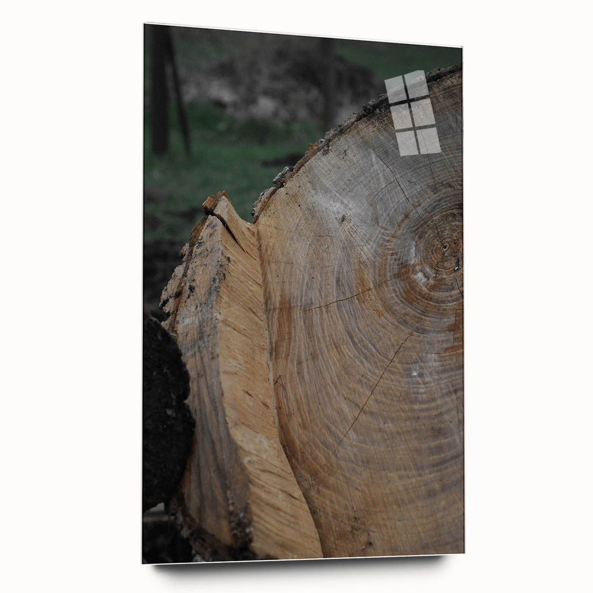 Rustic Tree Ring Wall Art – Nature-Inspired Decor for Farmhouse Homes
