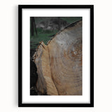 Rustic Tree Ring Wall Art – Nature-Inspired Decor for Farmhouse Homes