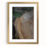 Rustic Tree Ring Wall Art – Nature-Inspired Decor for Farmhouse Homes