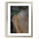 Rustic Tree Ring Wall Art – Nature-Inspired Decor for Farmhouse Homes