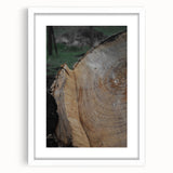 Rustic Tree Ring Wall Art – Nature-Inspired Decor for Farmhouse Homes