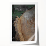 Rustic Tree Ring Wall Art – Nature-Inspired Decor for Farmhouse Homes