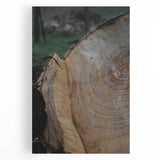 Rustic Tree Ring Wall Art – Nature-Inspired Decor for Farmhouse Homes