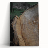 Rustic Tree Ring Wall Art – Nature-Inspired Decor for Farmhouse Homes