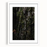 Rustic Bark Wall Art – Nature-Inspired Woodland Decor for Farmhouse Homes