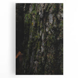 Rustic Bark Wall Art – Nature-Inspired Woodland Decor for Farmhouse Homes